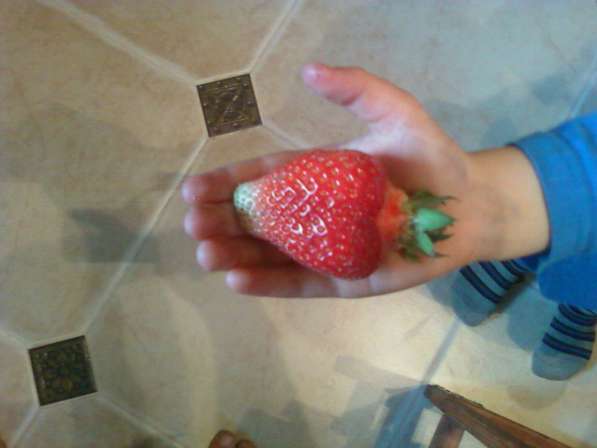 Продам саженцы клубники в фото 16