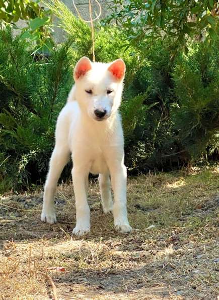 Щенки Японской собаки Кисю в Красноярске фото 9