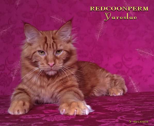 Кот мейн кун - Ярослав - красный солид в Перми фото 3