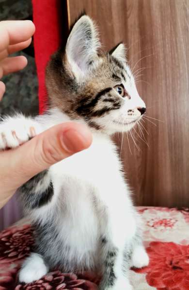 Отдам в хорошие руки котят в Красноярске фото 4