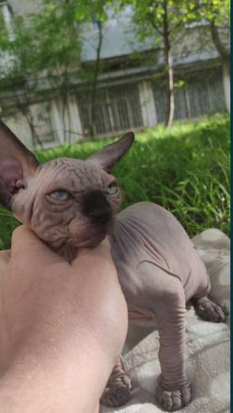 Канадский сфинкс мальчик голый в фото 5