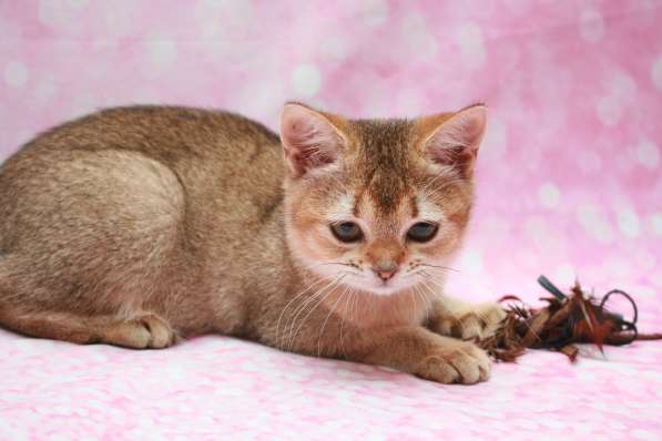 Кошечка Чара в Лобне фото 16