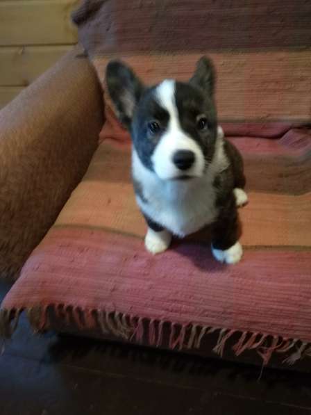 Щенки вельш корги кардиган в Москве фото 12