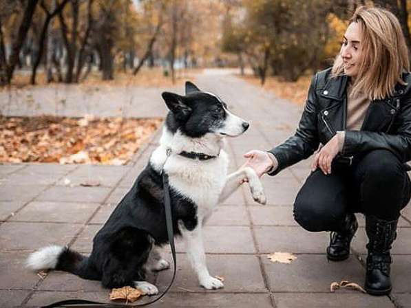 Красавец Маффин, молодой пес, метис лайки в добрые руки в Москве фото 5
