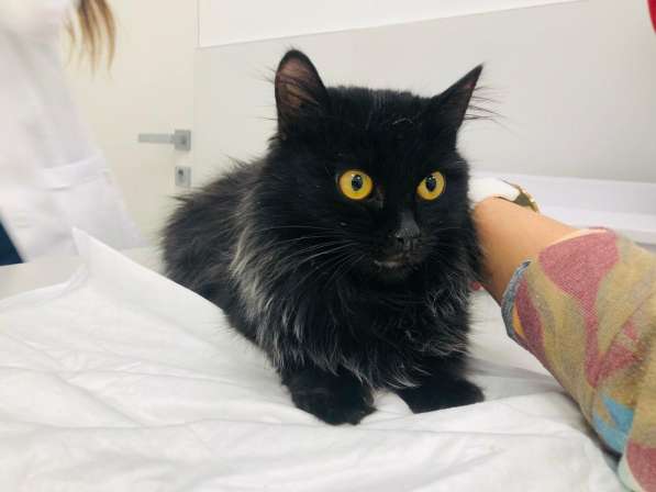 Красавец Пастернак ищет дом в Москве фото 17