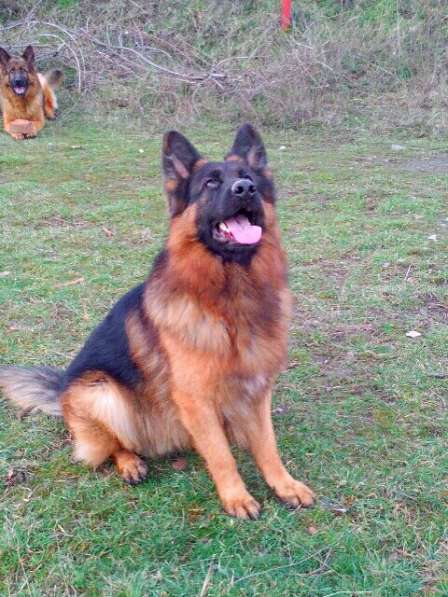 Отличный Кобель немецкой длинношерстной овчарки в Алуште фото 15