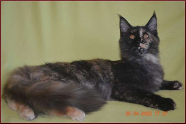 Роскошный черный котик мейн-кун из питомника в Астрахани фото 38