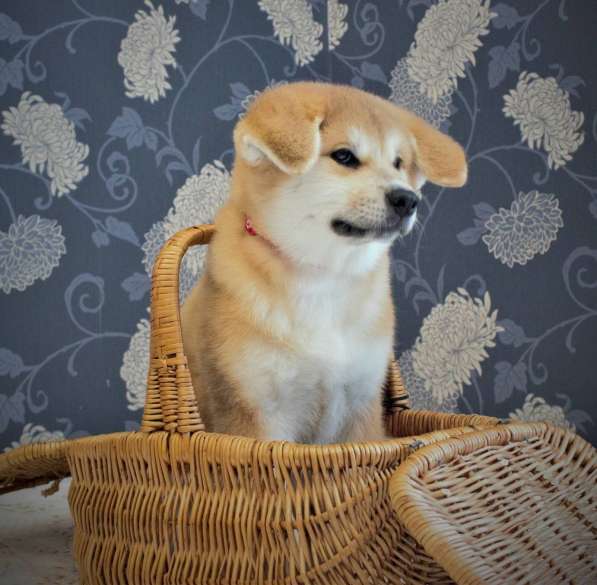 Щенки Акита-ину в Москве фото 14