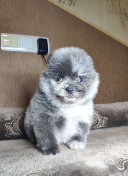 Померанский голубой мерле мальчик в фото 5