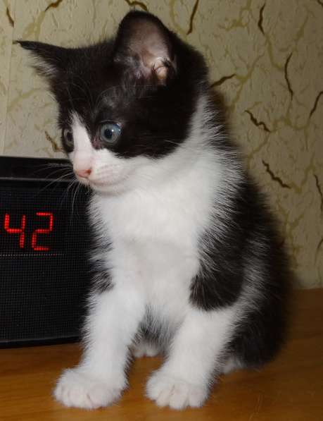 Отдам кошечку. Ей 3 месяца в Краснодаре фото 6