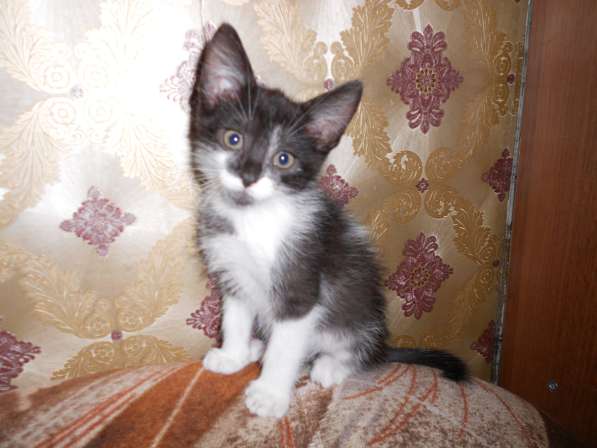 Животные в фото 11