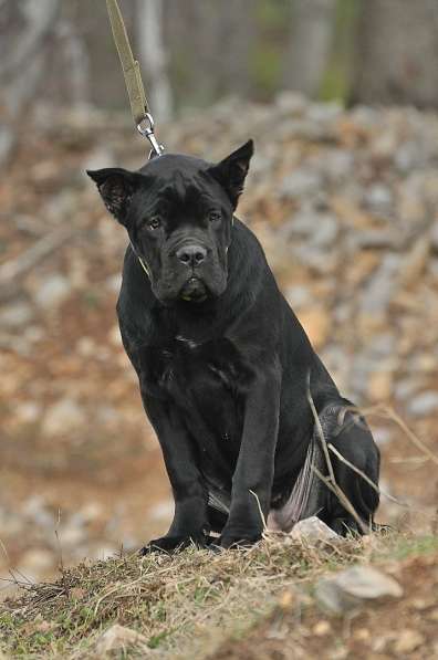 Кобель кане корсо в Симферополе фото 11