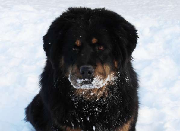 Тибетский мастиф - лучший страж на территории в Москве фото 126