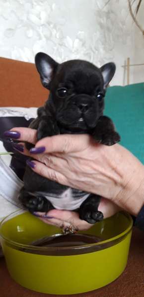 Щенки в Перми фото 5