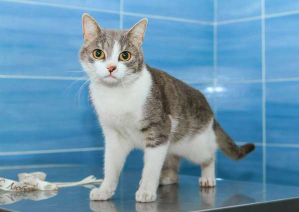 Лавруша - Кот Мечта! В добрые любящие руки в Санкт-Петербурге фото 6