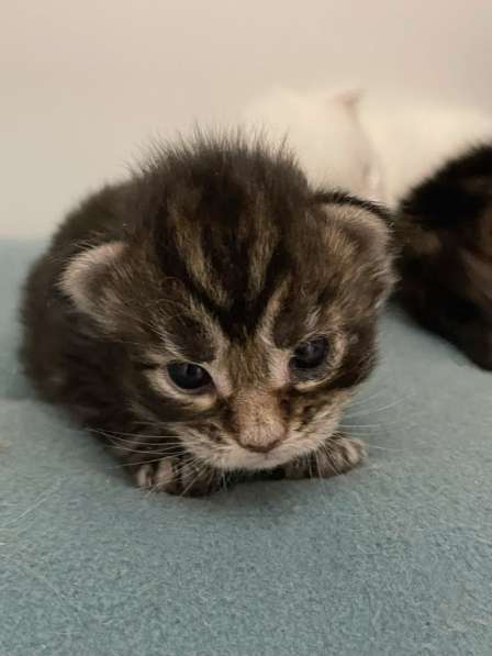 Котята мейн кун в Красногорске фото 20