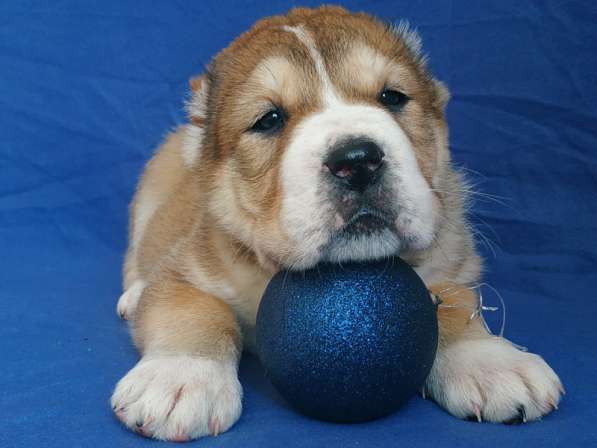 Central Asian shepherd dog puppies