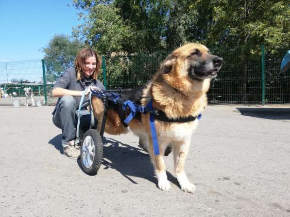 Особенный добряк Мухтар ищет дом в Москве фото 9