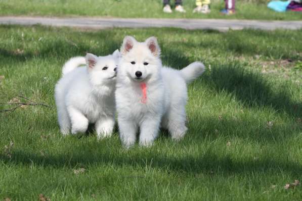 Щенки БШО в Москве фото 39