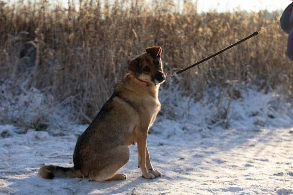 Замечательная собачка Буся ищет дом в Москве фото 5