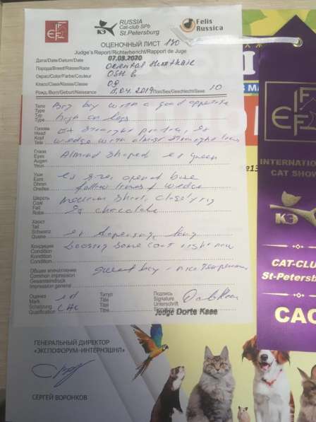 Ориентальные котята в Санкт-Петербурге фото 5