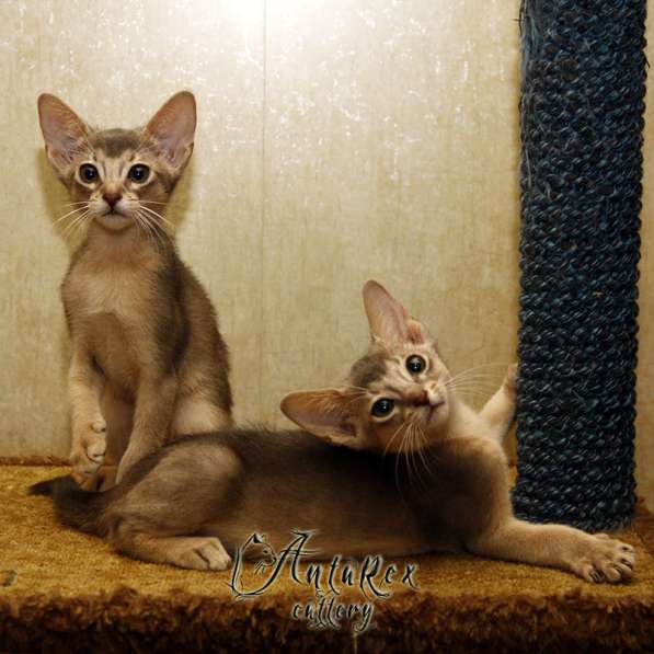 Абиссинские котята - лучик солнышка в ваш дом! Доставка! в фото 3