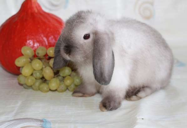 Карликовые крольчата Минилопы в Электрогорске фото 9