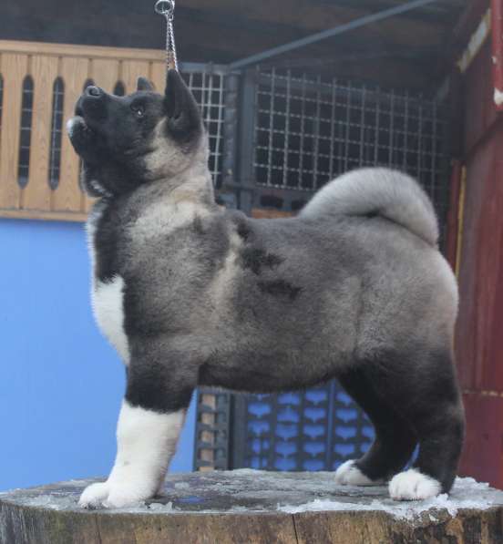 Щенки Американской Акиты в фото 9