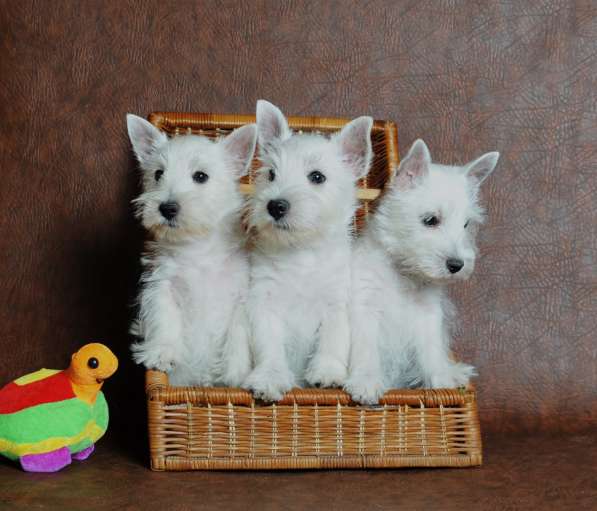 Щенки Вест хайленд вайт терьера