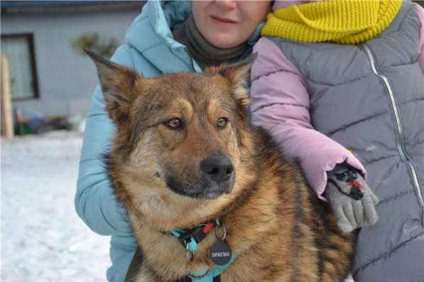 Молодая собачка Динга ищет семью в Москве фото 11