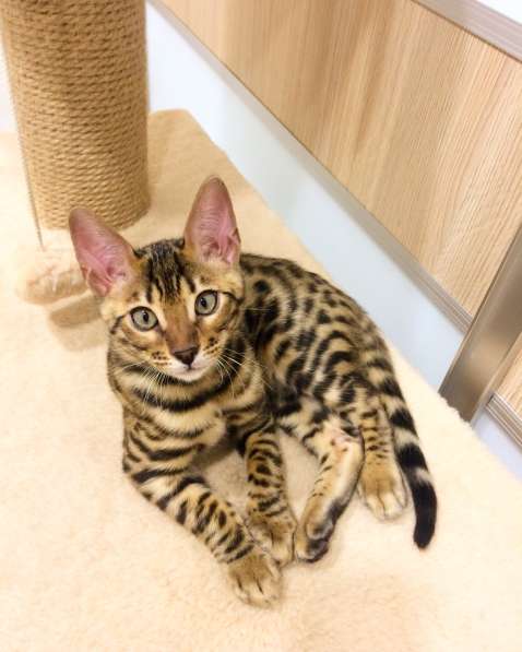 Бенгальские котята в фото 13