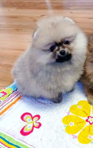 Щенки шпиц в Калининграде фото 20