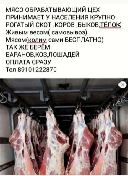 Быки тёлки коровы