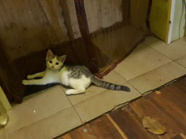 Очаровательная кошечка ищет дом в Саках фото 3