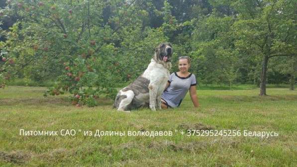Щенки среднеазиатской овчарки (Алабая) в продаже в фото 15