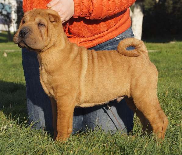 Щенки шар пея в Краснодаре фото 11