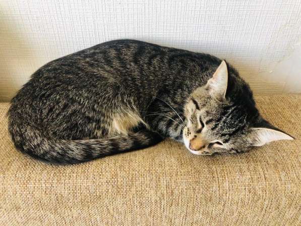 Мурлыка-котенок с дефектом глазика очень ищет дом в Санкт-Петербурге фото 20