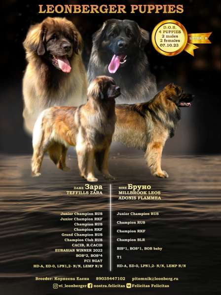 Восхитительные щенки породы леонбергер в Москве фото 12