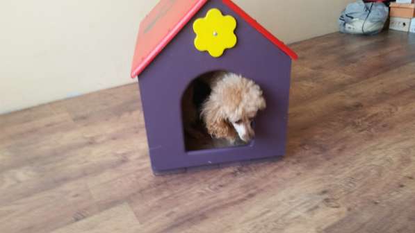 Новая будка для домашней собаки