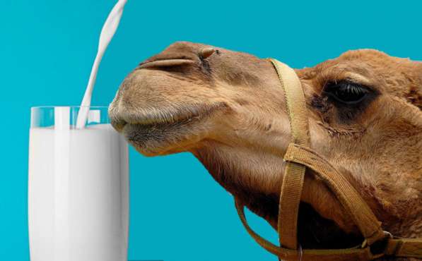 Молоко верблюда в Махачкале фото 3