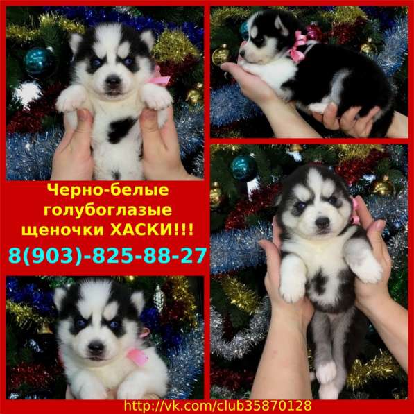 Хаски сибирские