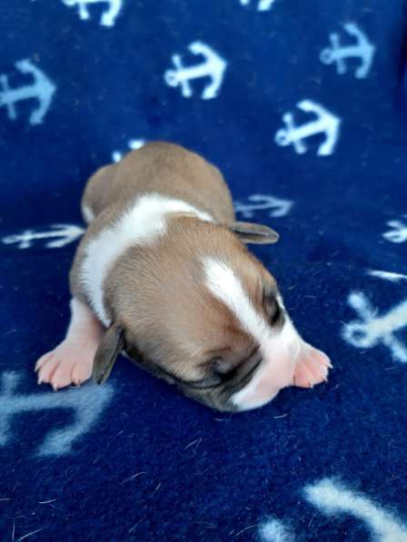 Милые мальчики и девочки Амстаффа резерв ркф в Москве фото 39