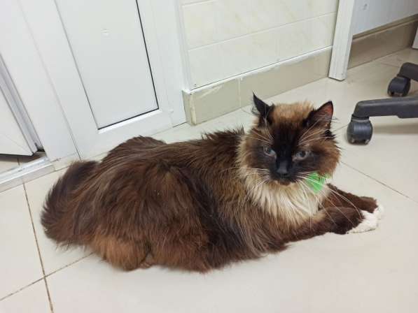 Молодой котик Тимофей в добрые руки в Москве фото 4