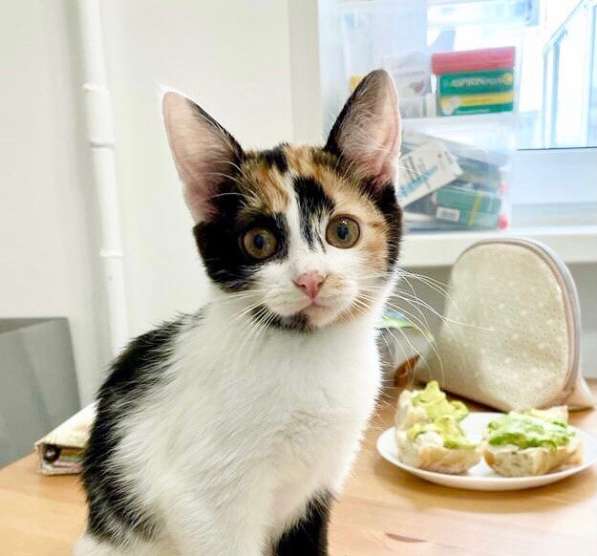 Трехцветная котёнок Соня в добрые руки