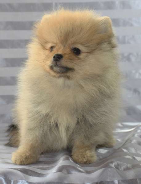 Шпиц в Санкт-Петербурге фото 24