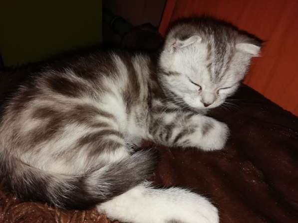Продается кошечка в Анапе фото 8