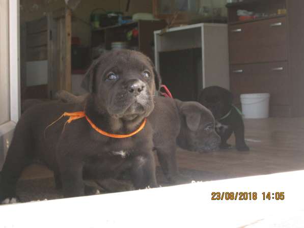 Малыши Корсики 3 мес в Москве фото 10