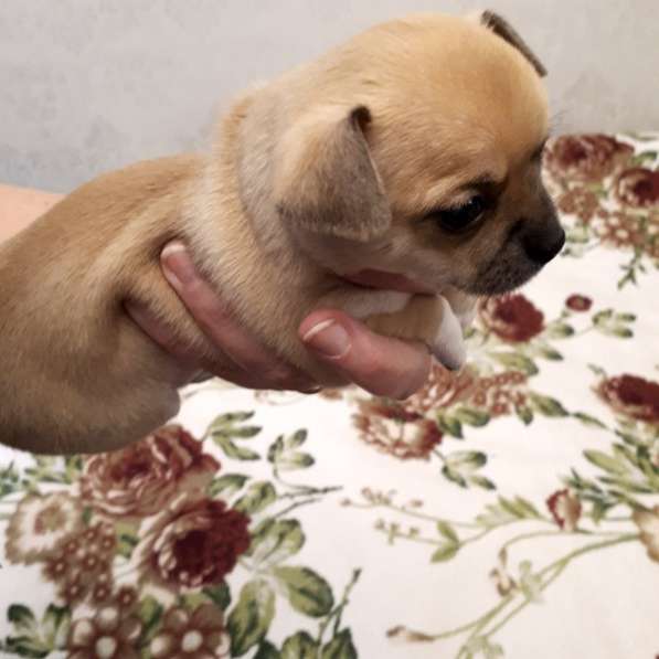 Щенки чихуахуа в Москве фото 16