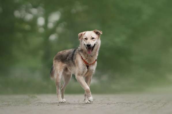 Ищет дом Ромео #ромео_дубоваяроща в Москве фото 31