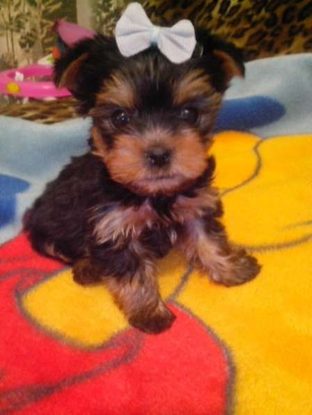 Той терьер мини в Новокузнецке фото 5